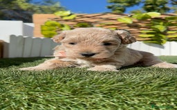 Maltipoo perros en venta: MALTIPOO HEMBRA - Imagen 4