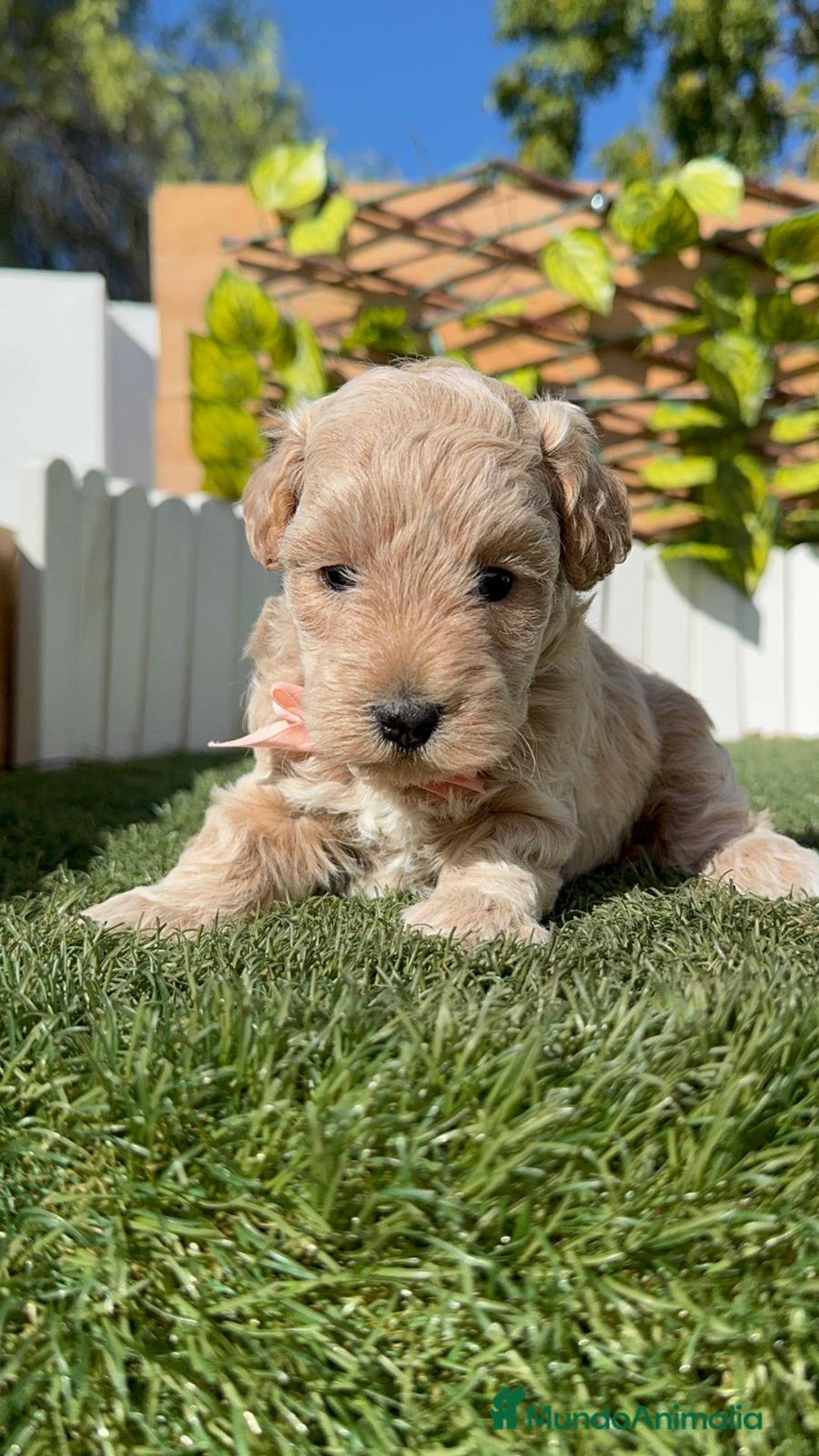 Maltipoo perros en venta: MALTIPOO HEMBRA - Imagen 4