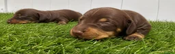 Teckel Miniatura perros en venta: Cachorros Teckel Miniatura Chocolate  - Anuncio 1