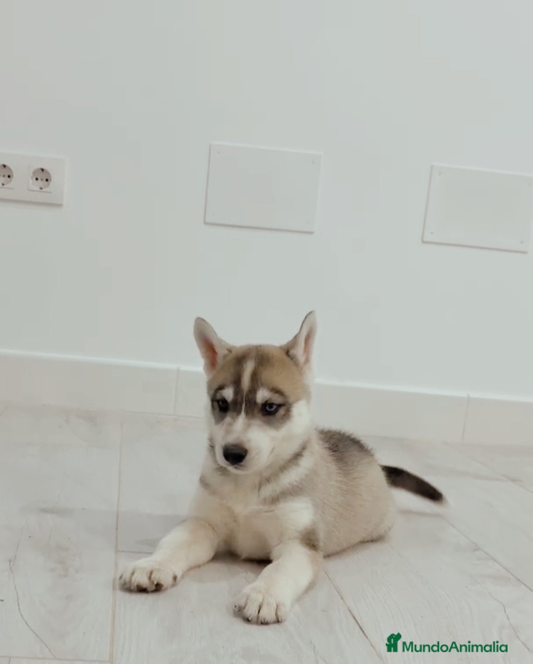 Husky Siberiano perros en venta: Cachorros husky siberianos  - Anuncio 9