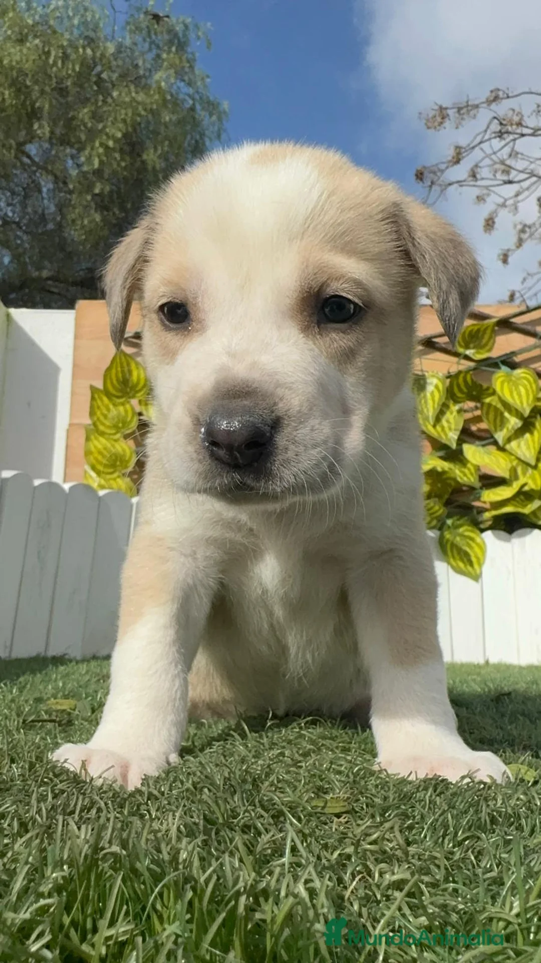 Mastín Español perros en venta: MASTIN ESPAÑOL - Anuncio 15