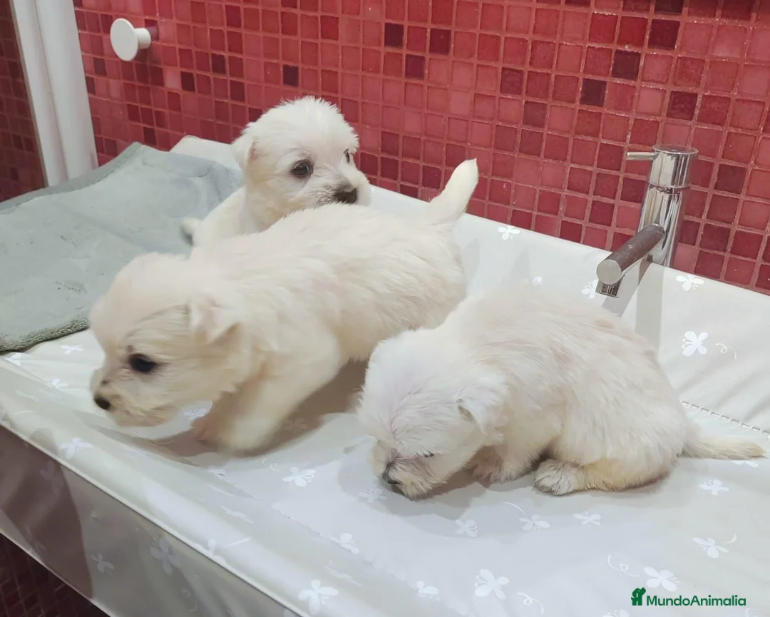 West Highland White Terrier perros en venta: Westie - Anuncio 1