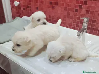 West Highland White Terrier perros Westie - Anuncio 1