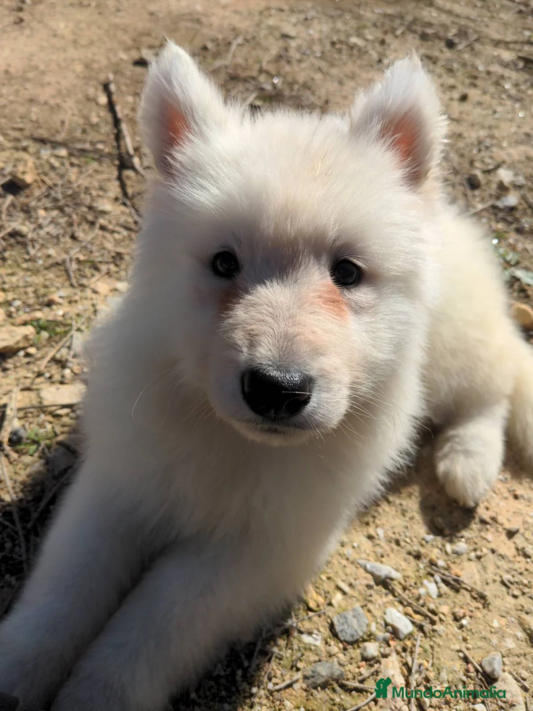 Pastor Blanco Suizo perros en venta: Preciosa hembra de pastor suizo - Anuncio 14