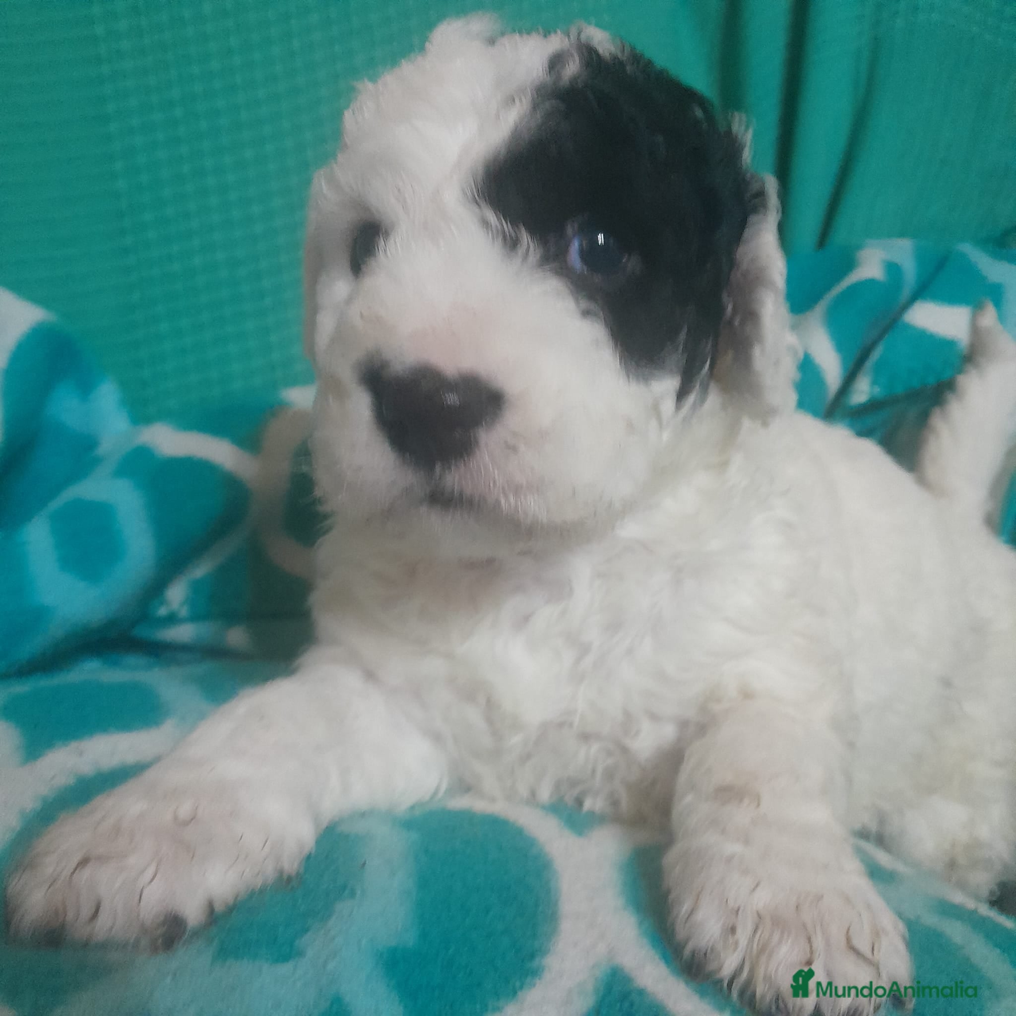 Perro de Agua Español perros en venta: PERRO DE AGUA ESPAÑOL - Anuncio 1