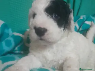 Perro de Agua Español perros en venta: PERRO DE AGUA ESPAÑOL - Anuncio 1