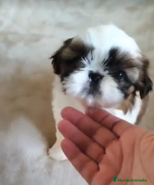 Shih Tzu perros Preciosos cachorros Shih Tzu de tamaño pequeño - Anuncio 1