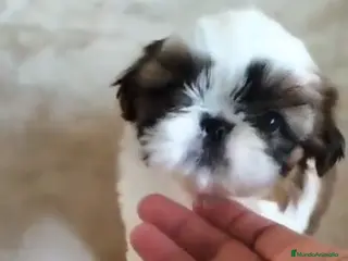 Shih Tzu perros Preciosos cachorros Shih Tzu de tamaño pequeño - Anuncio 1