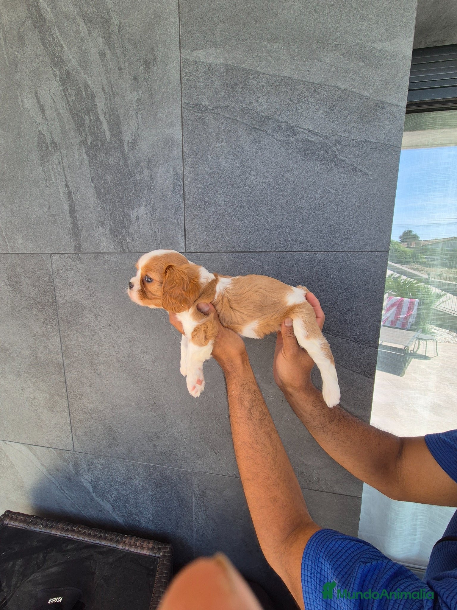 Cavalier King Charles Spaniel perros Cavalier King Charles  - Anuncio 2