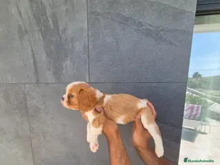 Cavalier King Charles Spaniel perros Cavalier King Charles - Anuncio 2