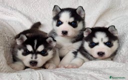 Husky Siberiano perros en venta: Husky Siberiano  - Imagen 1