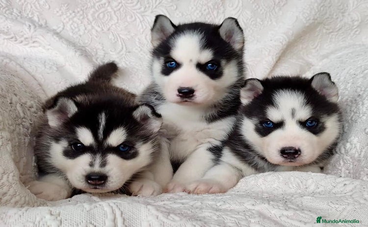 Husky Siberiano perros - Anuncio 1