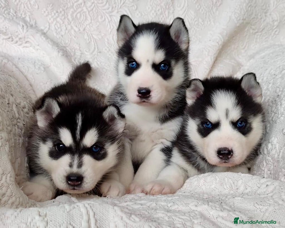 Husky Siberiano perros en venta: Husky Siberiano  - Imagen 1