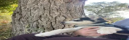 Husky Siberiano perros en venta: Perritas husky preciosas  - Anuncio 4