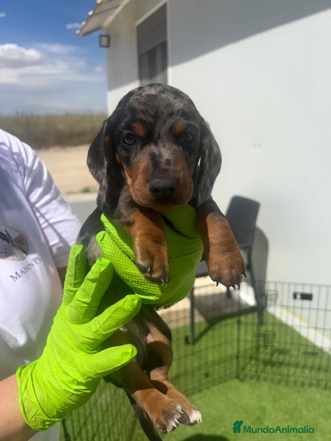 Teckel Miniatura perros en venta: TECKEL PEQUEÑITOS MAISONPET - Anuncio 2