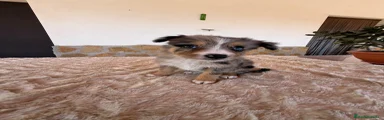 Border Collie 4