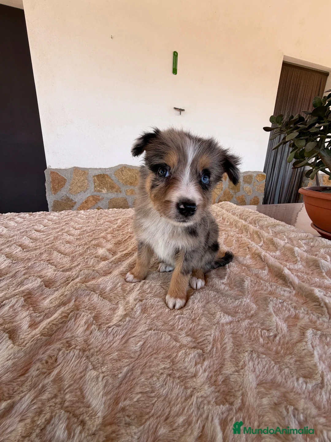 Border Collie perros en venta: Border collie  - Anuncio 2