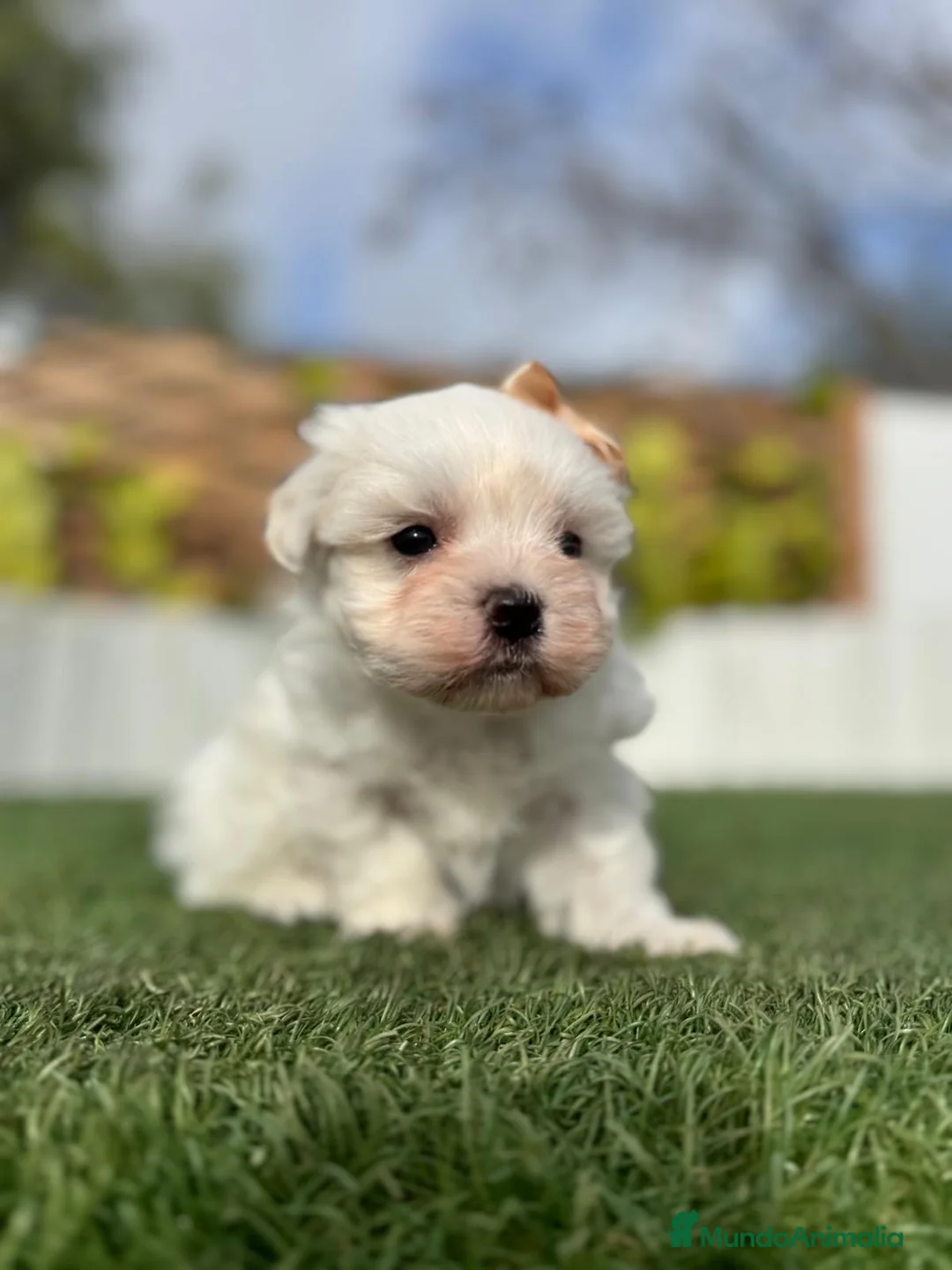 Bichón Maltés perros en venta: BICHÓN MALTÉS MACHO - Anuncio 3