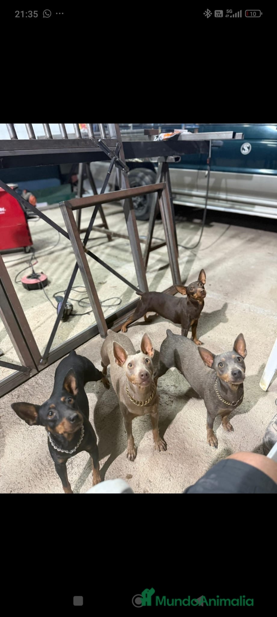 Pinscher Miniatura perros Mini Pincher  - Anuncio 2