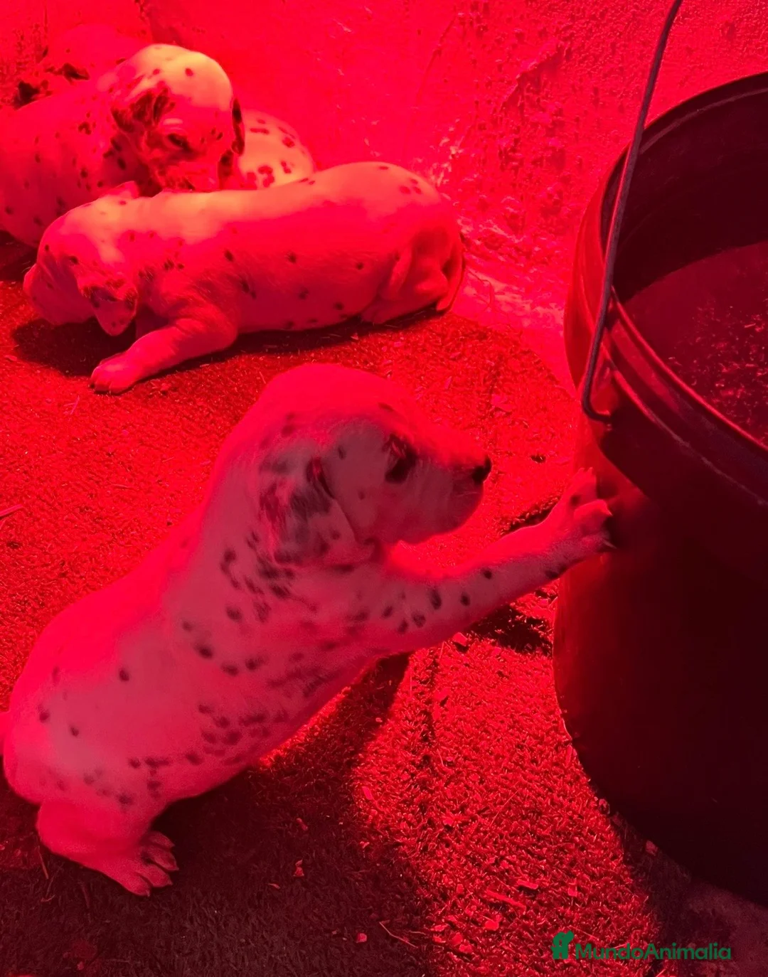 Dálmata perros en venta: Camada de dálmatas disponibles!!el mejor regalo  - Anuncio 2