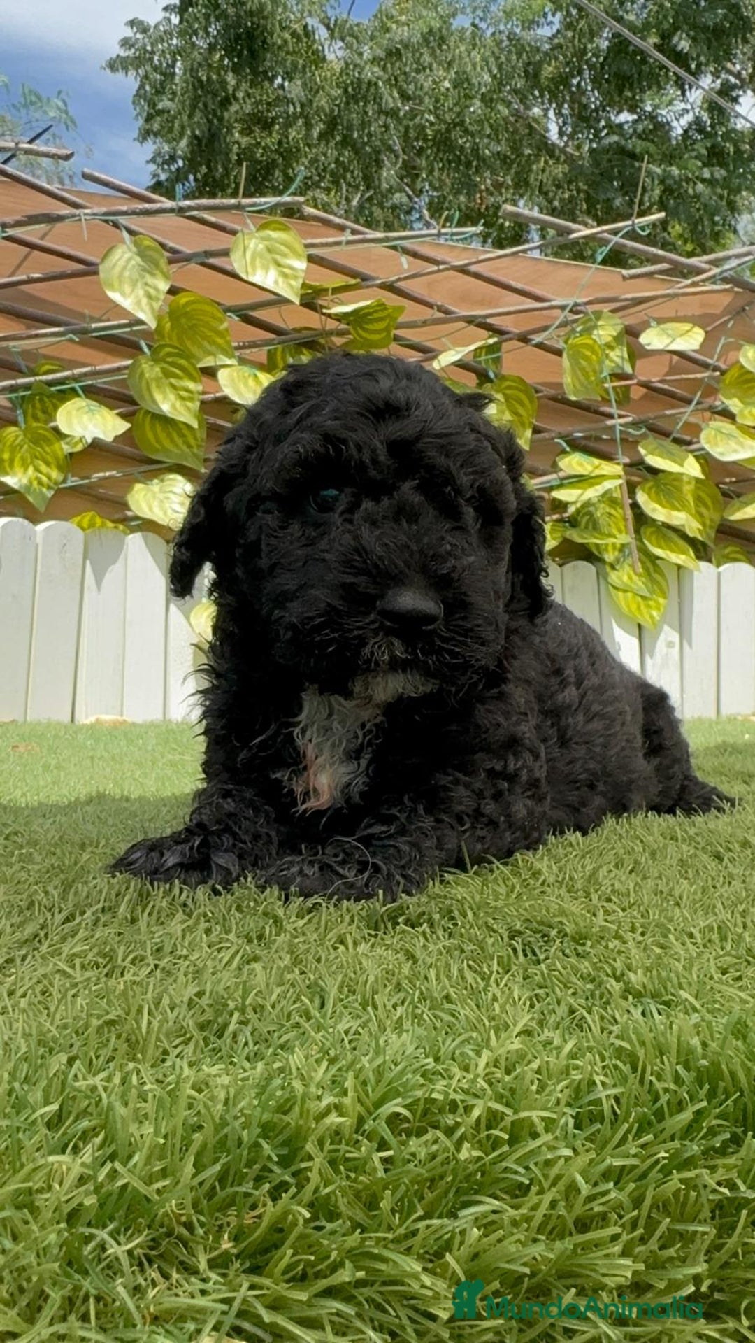 Perro de Agua Español perros en venta: PERRO DE AGUA ESPAÑOL - Imagen 14
