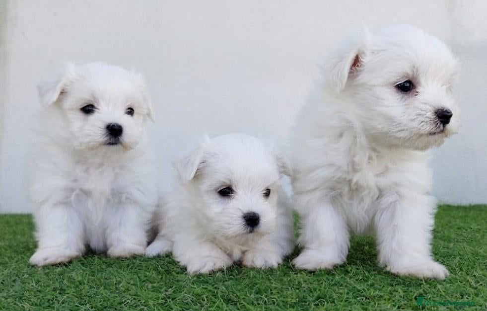 Bichón Maltés perros Bichones  - Anuncio 1