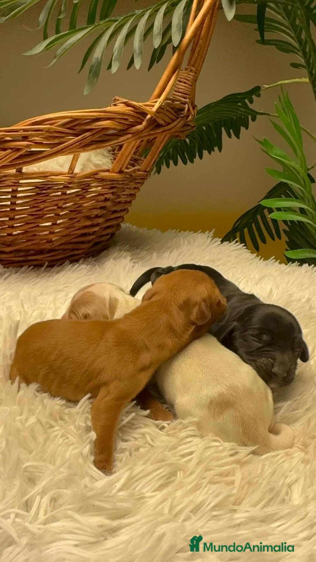 Cocker Spaniel Inglés perros en venta: COCKER SPANIEL INGLES - Anuncio 18