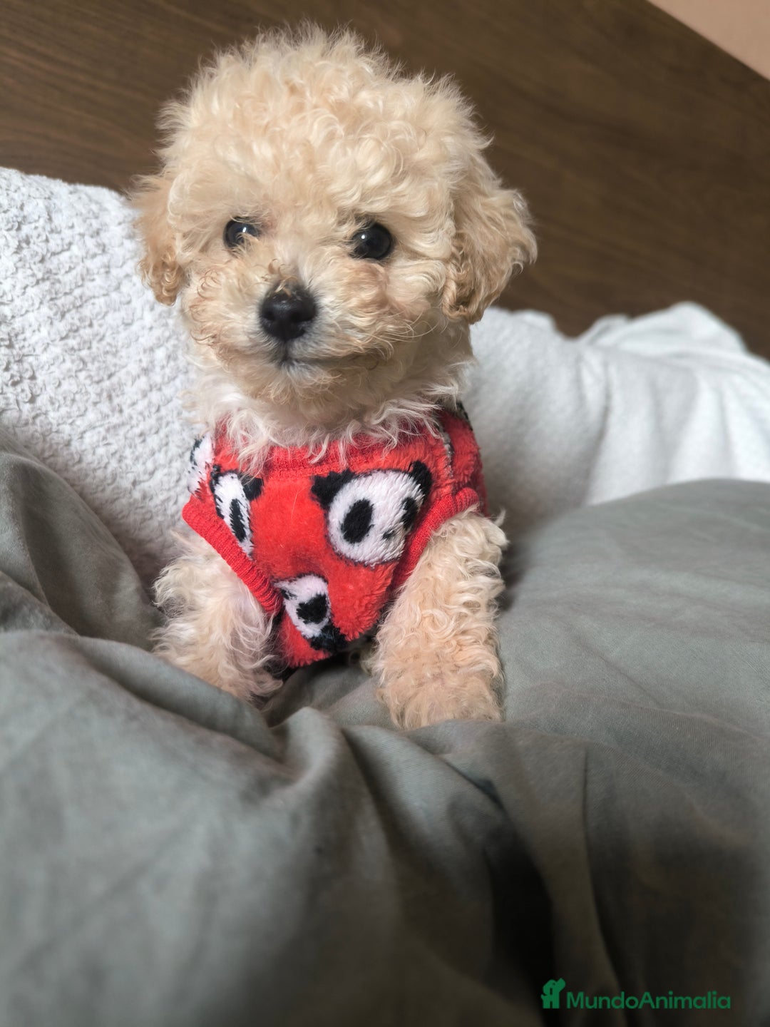 Caniche Toy perros en venta: Caniche mini toy  - Anuncio 2