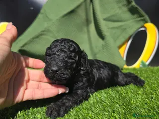 Caniche Enano perros Caniches enanos toy - Anuncio 1