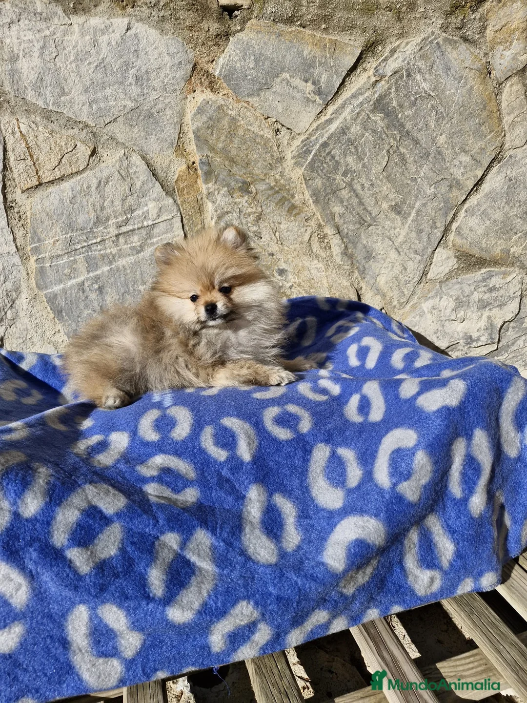 Pomerania perros en venta: Lulú de pomerania ositos en Barcelona - Anuncio 3