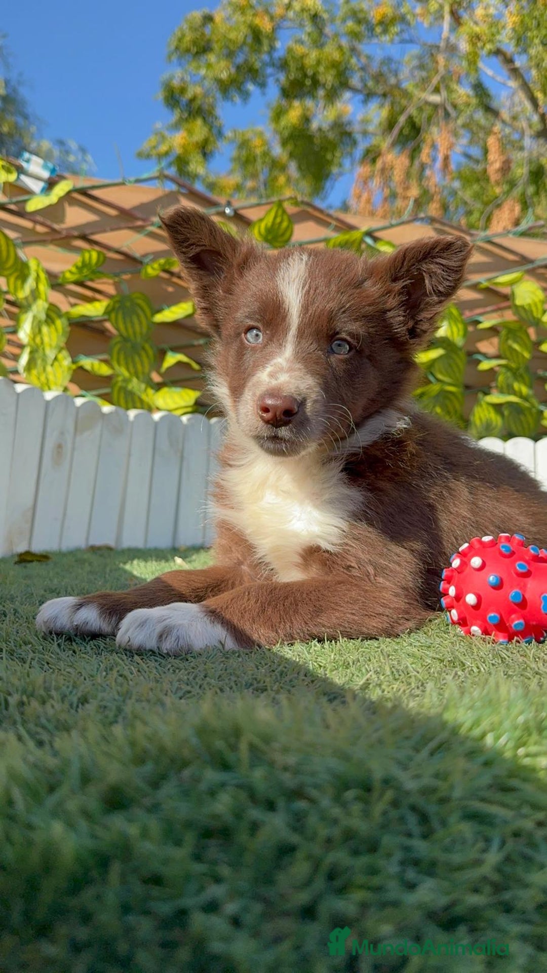 Border Terrier perros en venta: BORDER COLLIE - Anuncio 5