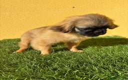 Pekinés perros en venta: Pekines Imperial cachorro hembra  - Imagen 6