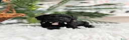 Caniche Enano perros en venta: CANICHE ENANO - Anuncio 4