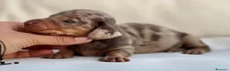Teckel Miniatura perros en venta: EXCLUSIVO MACHITO TECKEL ARLEQUÍN CHOCOLATE - Anuncio 3