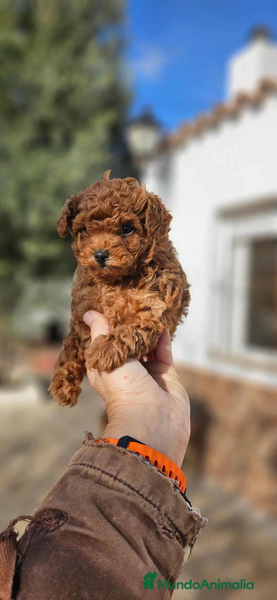 Caniche Toy perros en venta: Caniche toy - Anuncio 6