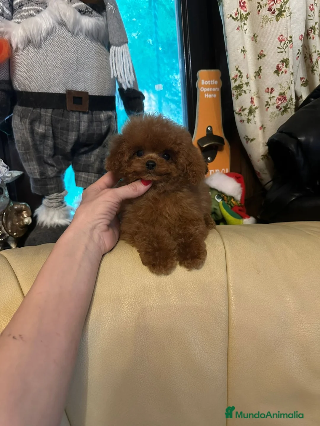 Caniche Toy perros en venta: Hembrita asiática tasita de te  - Anuncio 2