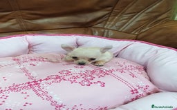 Chihuahua perros en venta: CHIHUAHUA TOY  - Imagen 3