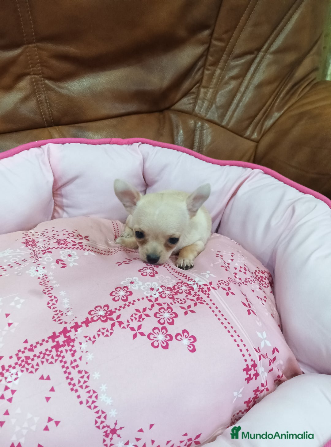 Chihuahua perros en venta: CHIHUAHUA TOY  - Imagen 3