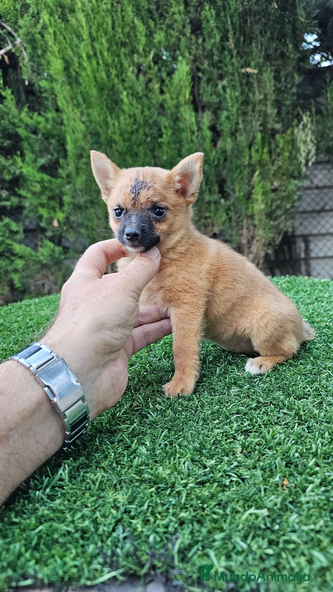 Raza Mixta perros en venta: Preciosa hembra de Ponchyss - Anuncio 1