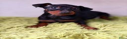 Pinscher Miniatura perros en venta: PINSCHER DISPONIBLES MINI - Anuncio 1