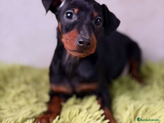 Pinscher Miniatura perros PINSCHER DISPONIBLES MINI - Anuncio 3