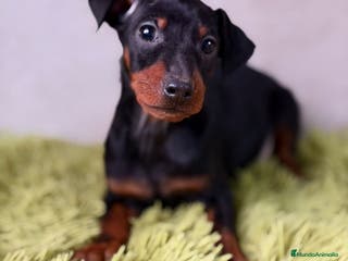 Pinscher Miniatura perros PINSCHER DISPONIBLES MINI - Anuncio 7