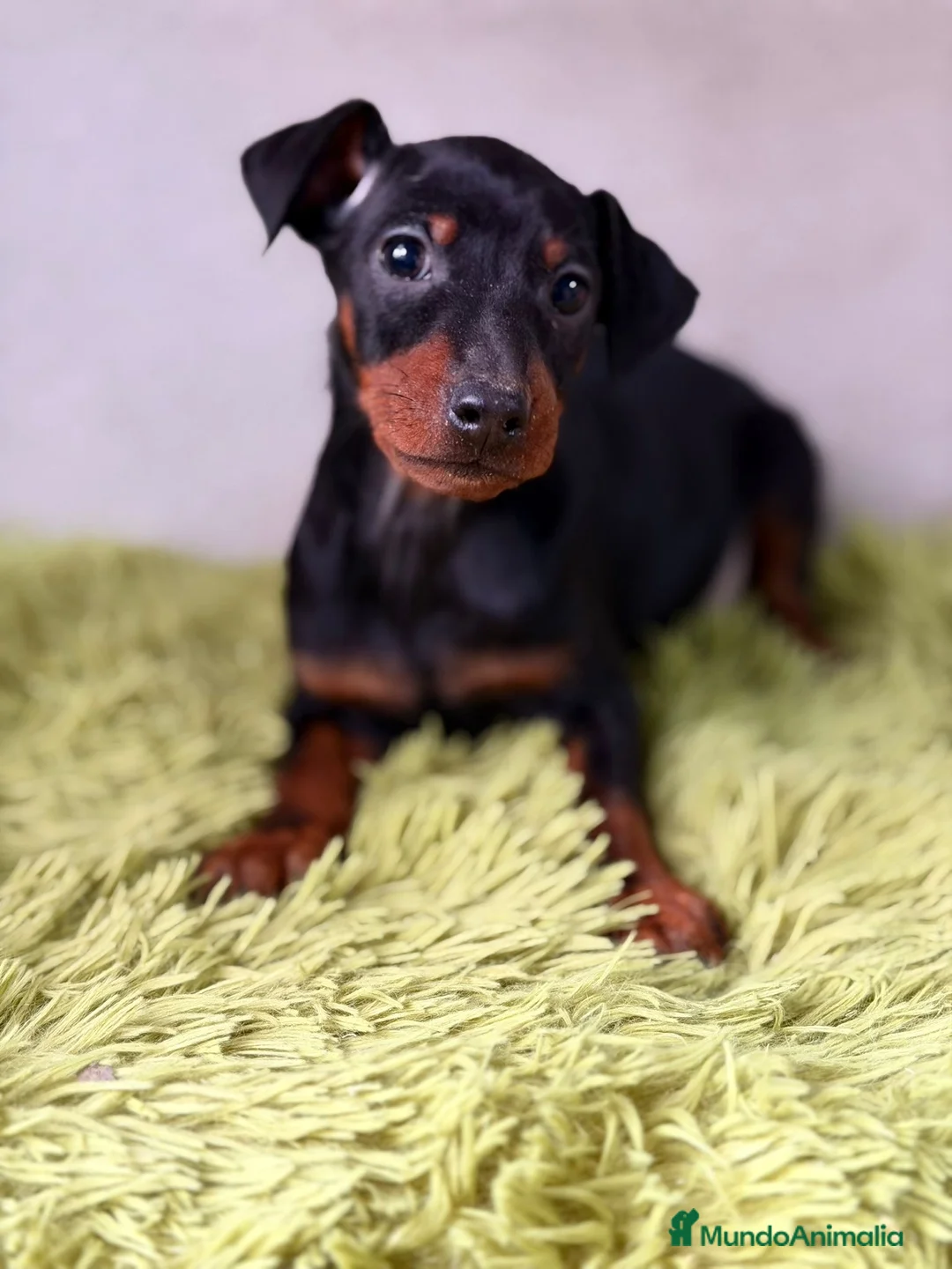 Pinscher Miniatura perros en venta: PINSCHER DISPONIBLES MINI - Anuncio 1