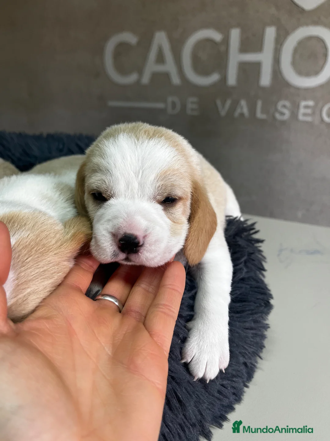 Beagle perros en venta: Beagle bicolor - Anuncio 5