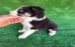 Border Collie perros en venta: Border collie  - Imagen 12