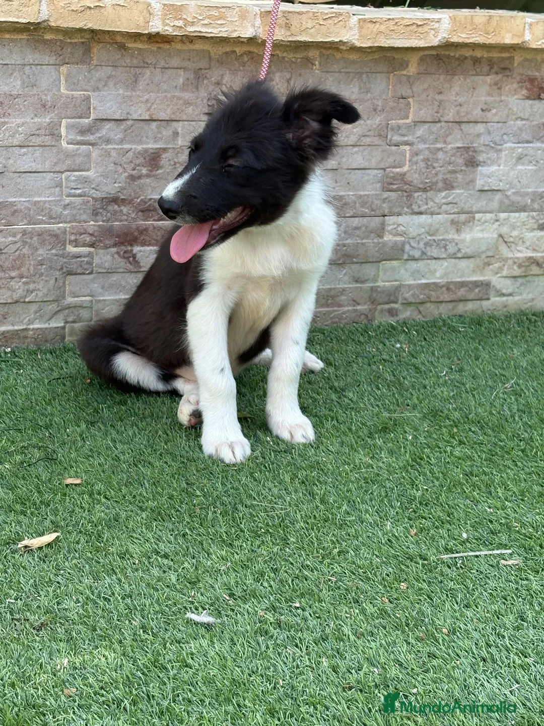 Border Collie perros en venta: Cachorra Border collie  - Anuncio 6