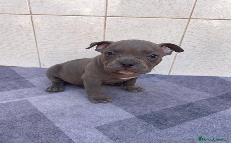 American Bully perros - Anuncio 1