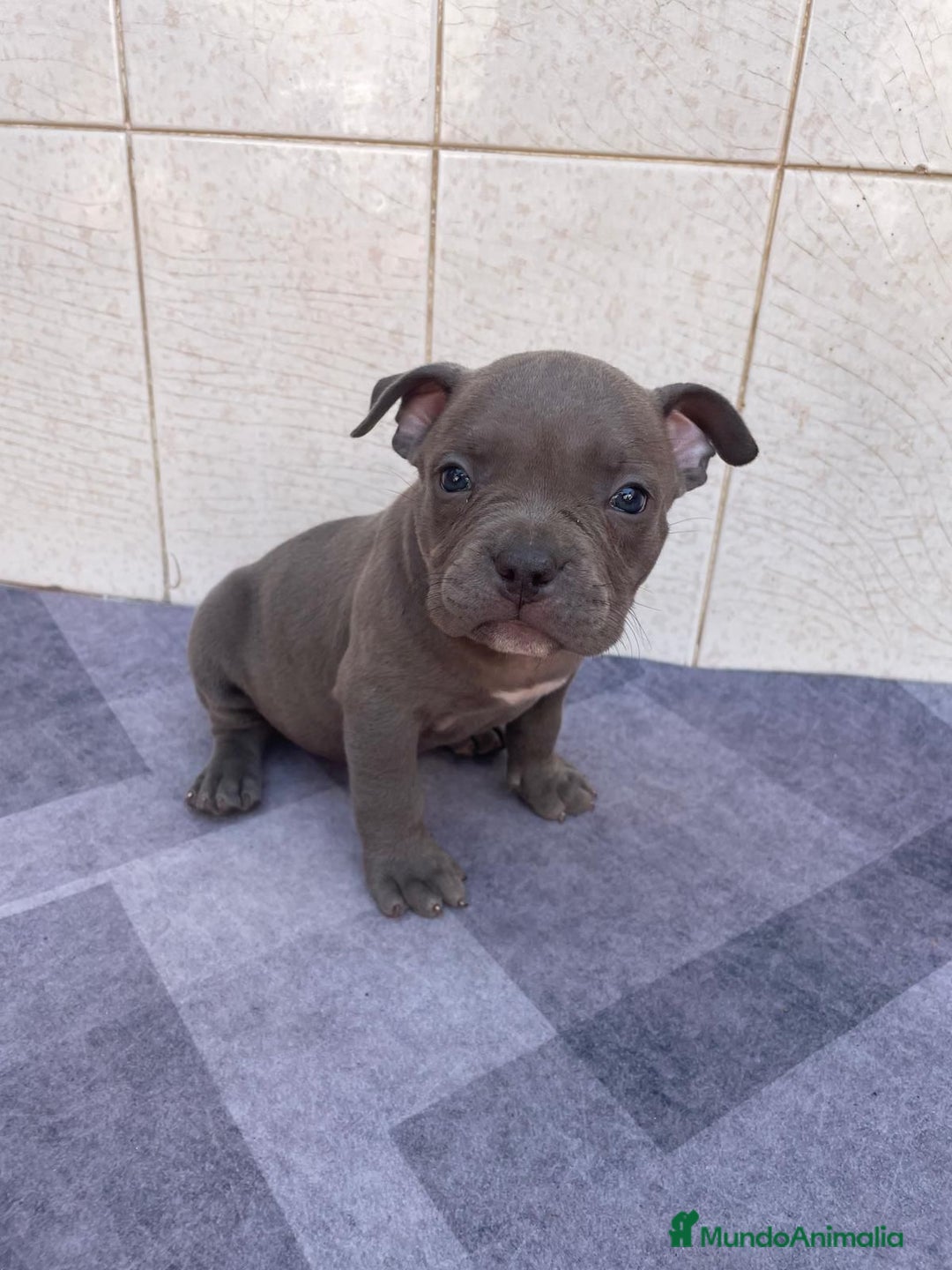 American Bully perros en venta: American bully pocket  - Imagen 1