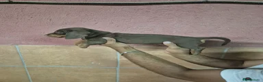 Teckel Miniatura Cachorro 5