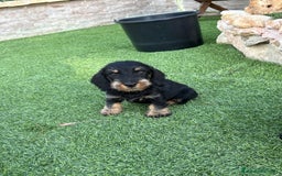 Teckel perros en venta: Teckel pelo duro  - Imagen 2